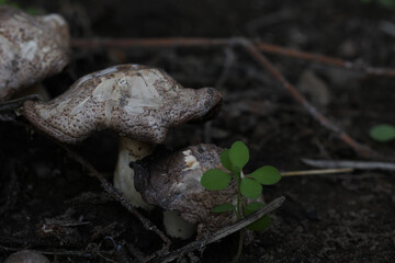 macro picture of white mushroom and setas growing in the garden
