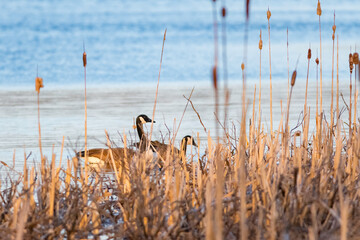 Canada Geese swimming in pond at sunset
