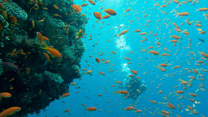 Fototapeta na wymiar Underwater photography of a liveaboard diving trip in the Red Sea (Egypt)