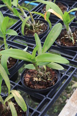 Orchid seedlings on a plant nursery in the orchid farm.