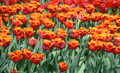 Red tulips and burgeons growing on the lawn in the city park