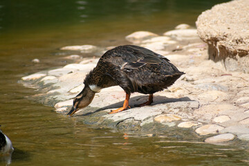 Mallard (Anas platyrhynchos) ducks male and female
