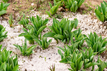 Home garden care concept. The soil was sprinkled with a hall as fertilizer, so that young tulips would grow better.