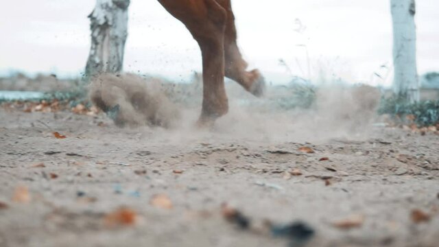 The Karabakh beautiful hourse runs