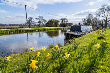 Daffodils by the Leeds Liverpool canal - 425560335