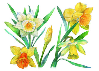 hand painted watercolor of yellow daffodils Narcissus. isolated working path.