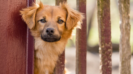 The concept of catching stray street dogs. Two street dogs were caught and locked up in kennels.