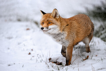 The rusty fox is happy with the fallen snow - Powered by Adobe