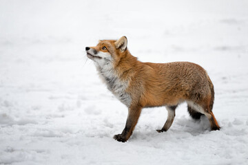 The rusty fox is happy with the fallen snow