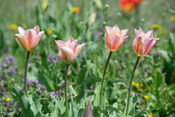 Pink tulips growing on the lawn in front of a blurred background
