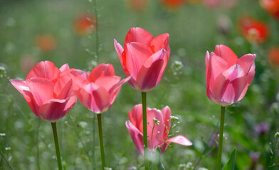 Fototapeta na wymiar Pink tulips growing on the lawn in front of a blurred background