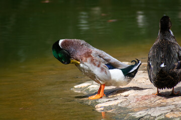 Mallard (Anas platyrhynchos) ducks male and female
