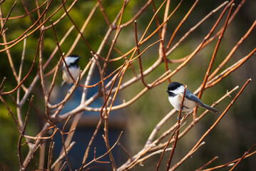 Black Capped Chickadees perched in tree