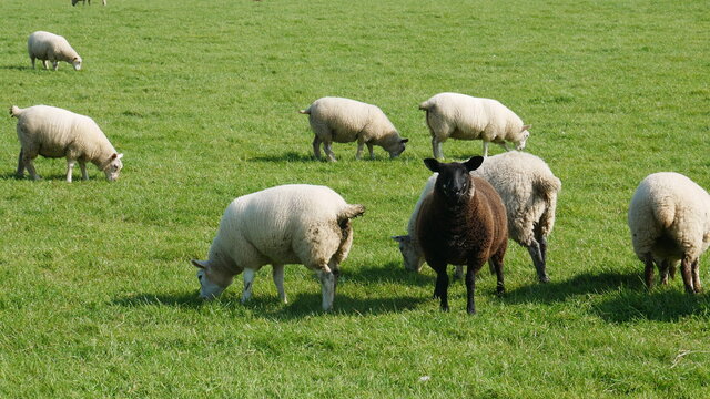 A black sheep alone in a field of white sheep