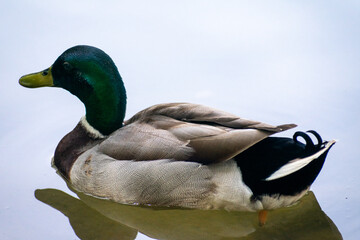 Mallard (Anas platyrhynchos) ducks male and female
