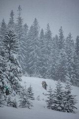 Fototapeta premium snow covered trees