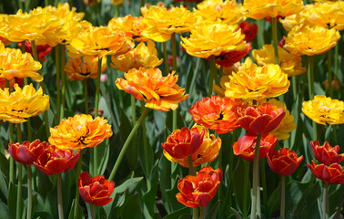 Obraz premium Yellow and red tulips and burgeons growing on the lawn