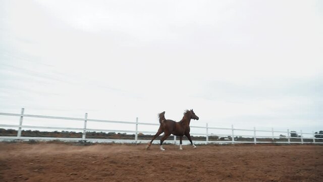 The Karabakh beautiful hourse runs
