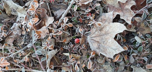 Morning frost on the surface of an old leaves in the first rays of early spring sun.