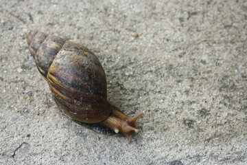 A large snail has shell patterns on a gray cement floor.