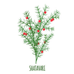 Shatavari plant vector icon in flat style isolated on white background.