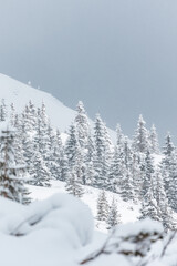 snow covered trees