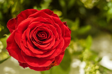 A Red rose with a green back