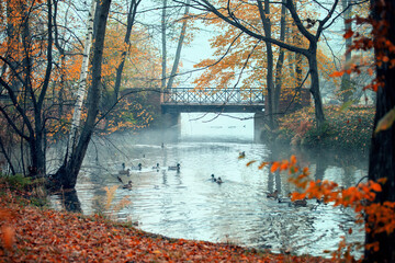 Krajobraz jesienny. Poranek w parku - obrazy, fototapety, plakaty
