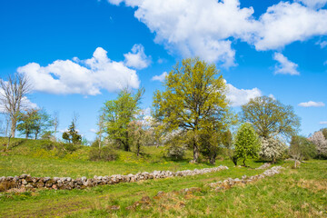 Cattle path in a old rural landscape in the spring