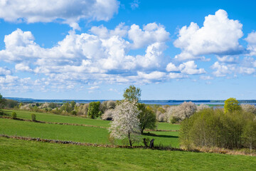 Awesome landscape view with flowering fruit trees in the springtime