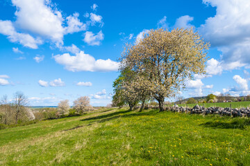 Fototapeta premium Blooming cherry trees in the countryside