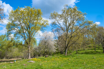 Obraz premium Lush trees at a meadow in the springtime