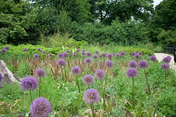 Field of ornamental onion, Ireland
