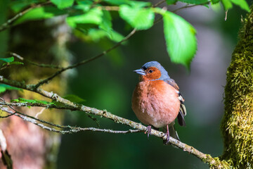 Cute Chaffinch on a branch