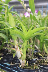 Obraz premium Orchid seedlings on a plant nursery in the orchid farm.