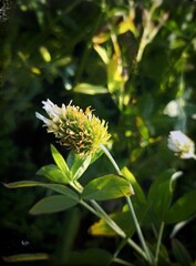 bee on a flower  of.  My our garden 