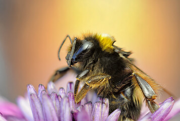 Macro image of a Bombus on a flower