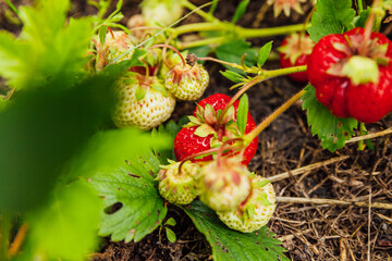 Industrial cultivation of strawberries plant. Bush with ripe red fruits strawberry in summer garden bed. Natural growing of berries on farm. Eco healthy organic food horticulture concept background.