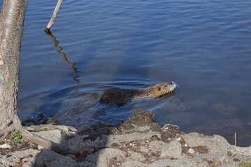 Muskrat photosesion Nr. 22
