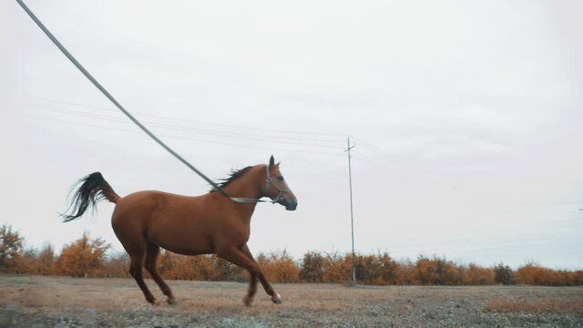 The Karabakh beautiful hourse runs