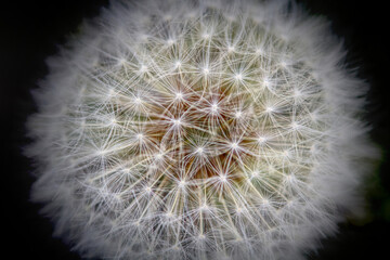 Fototapeta premium _MG_8463