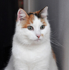 Portrait einer weißen Katze