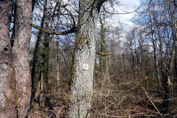 Kirschenweg in Pretzfeld