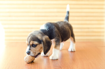 beagle puppy