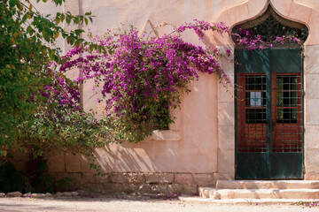 Landon Garden in Biskra, Algeria