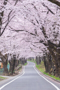 桜並木