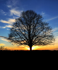 Lealfess Tree silhouetted at sunset
