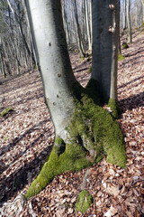 Kirschenweg in Pretzfeld