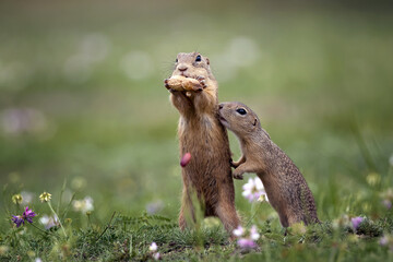 The ground squirrel begs for a nut