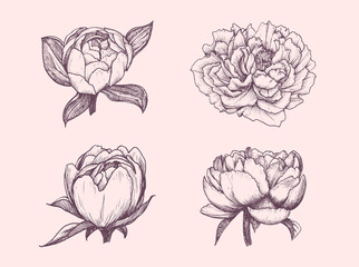 Peony drawings set in vector. Sketches of flowers.